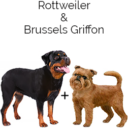 Brottweiler Dog